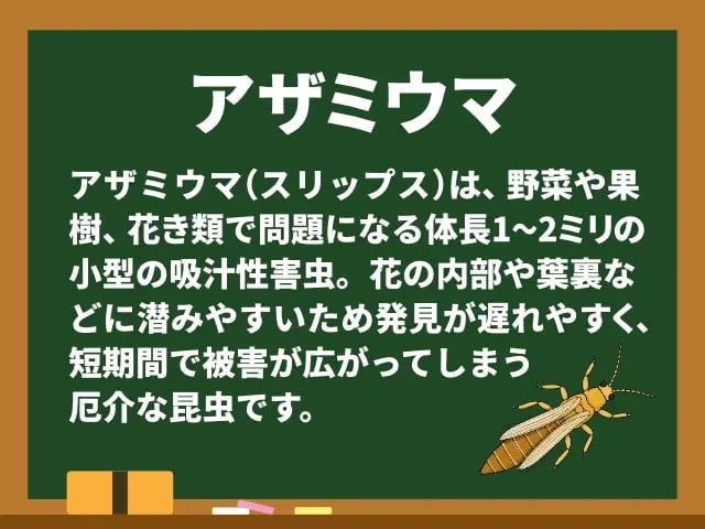 アザミウマ(あざみうま)