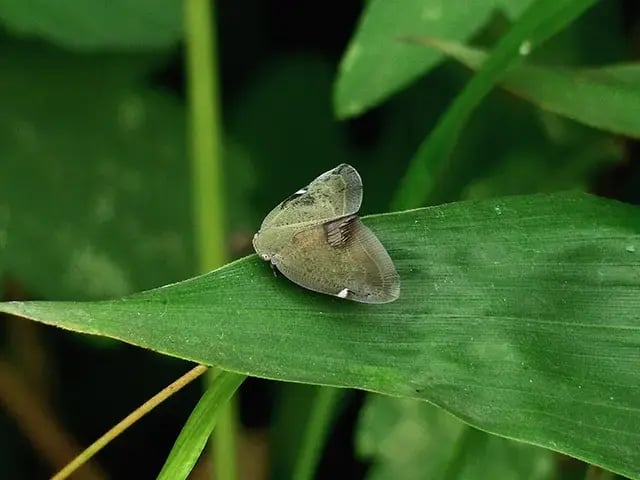 アミガサハゴロモの成虫(在来種)