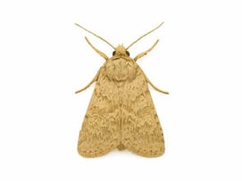 アワヨトウの成虫イメージ