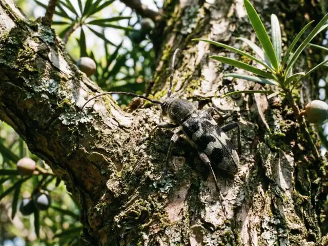 イヌマキの木にとまっているケブカトラカミキリ