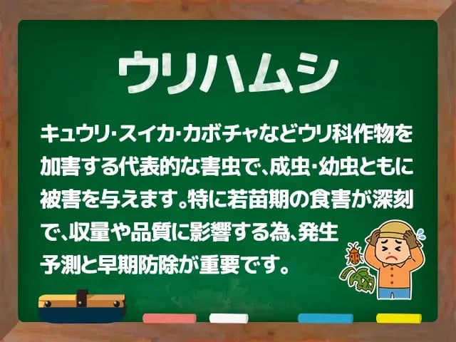 ウリハムシ(うりはむし)