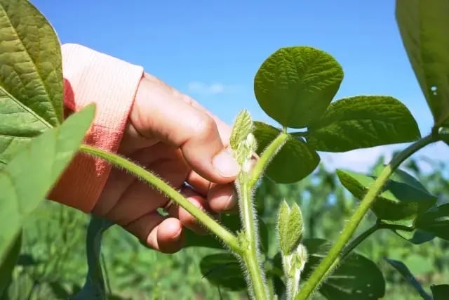 エダマメの摘心作業