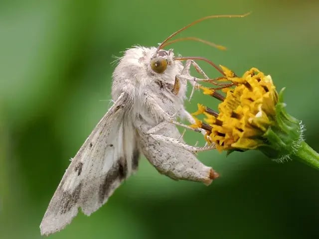 オオタバコガ成虫
