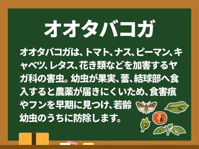オオタバコガ(おおたばこが)