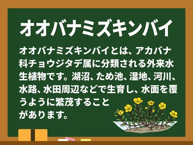 オオバナミズキンバイ(おおばなみずきんばい)