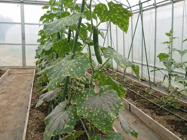 キュウリべと病は卵菌が原因の病害