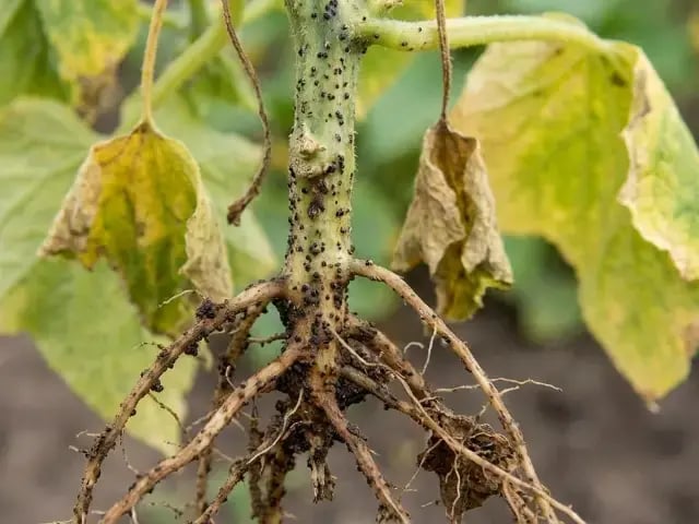 キュウリ黒点根腐病