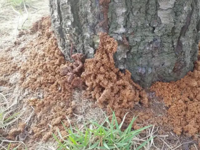 クビアカツヤカミキリ被害によるフラス