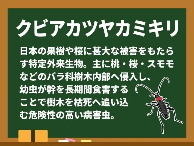 クビアカツヤカミキリ