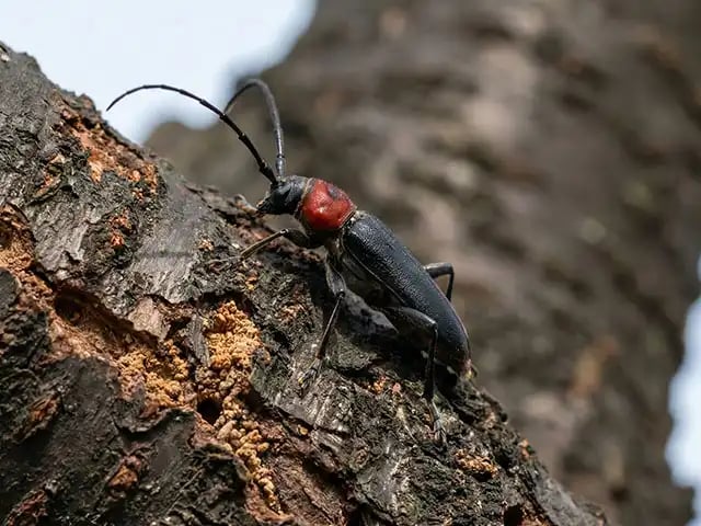 クビアカツヤカミキリ