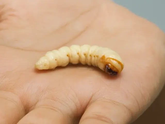 クビツヤアカツヤカミキリの幼虫