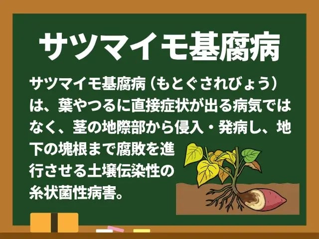サツマイモ基腐病(さつまいももとぐされびょう)