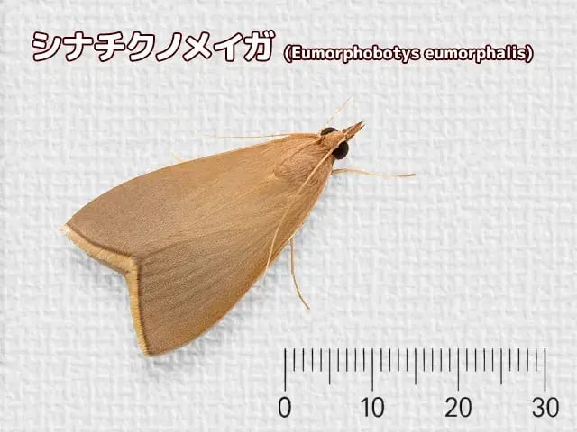 シナチクノメイガ-2