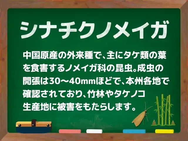 シナチクノメイガ