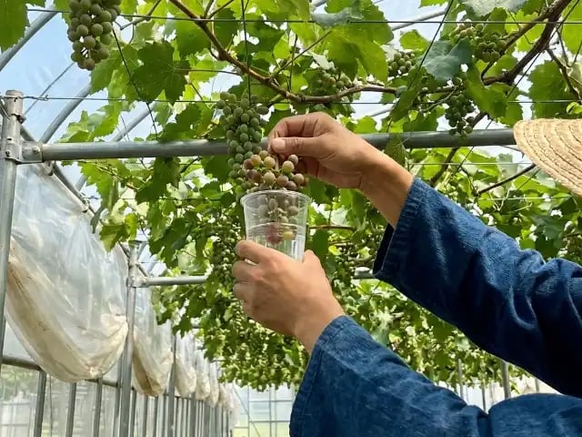 ジベレリン処理作業