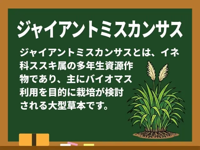 ジャイアントミスカンサス