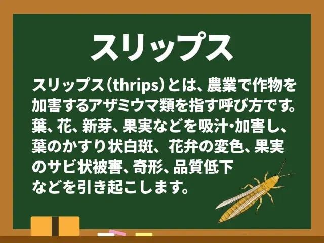 スリップス(すりっぷす)