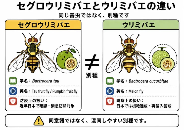 セグロウリミバエとウリミバエの違い