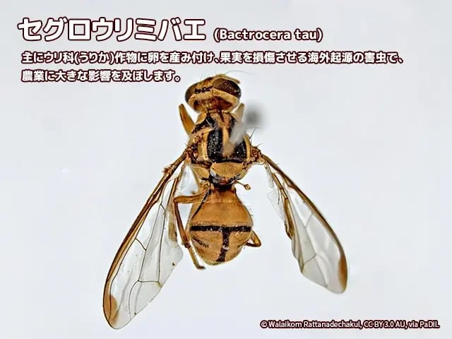 セグロウリミバエ成虫の参考画像
