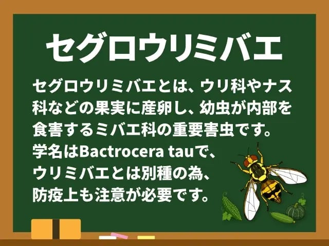 セグロウリミバエ(せぐろうりみばえ)