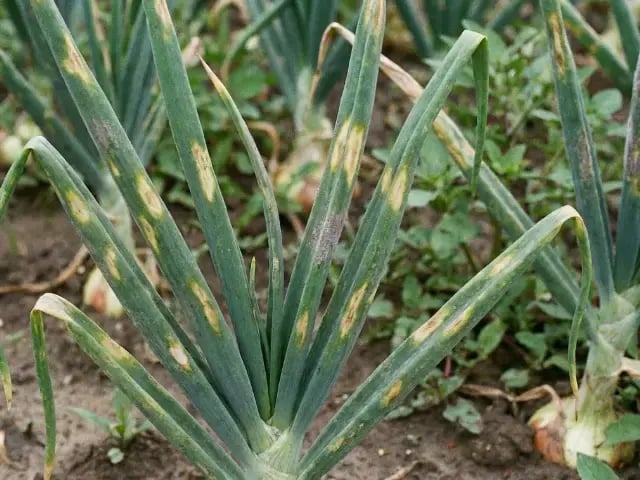 タマネギべと病