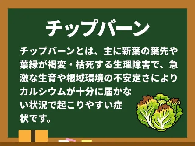 チップバーン(ちっぷばーん)