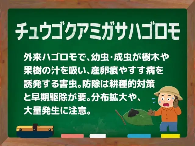チュウゴクアミガサハゴロモ
