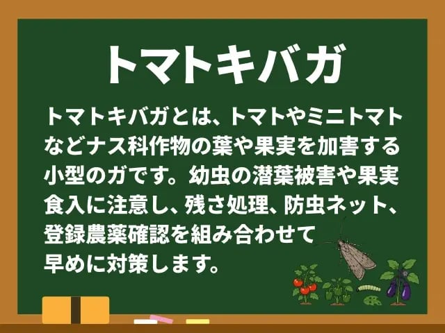 トマトキバガ(とまときばが)