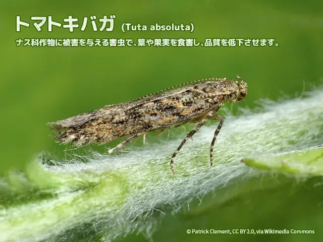 トマトキバガの成虫