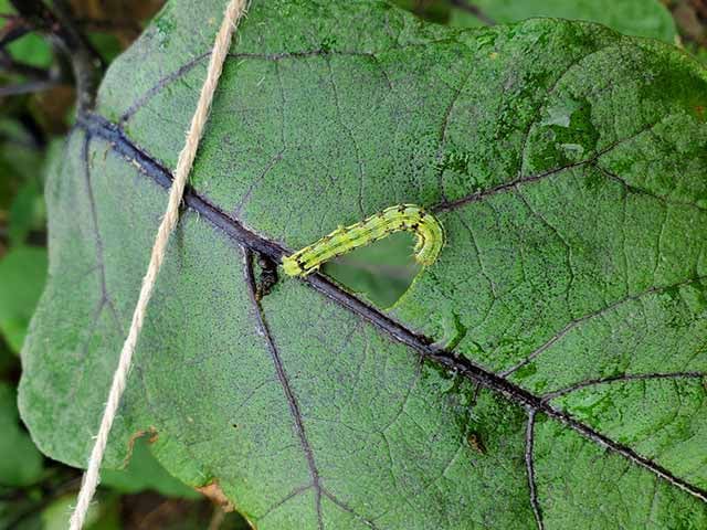 ナスの葉を食害するハスモンヨトウの幼虫