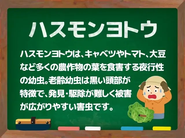 ハスモンヨトウ(はすもんよとう)