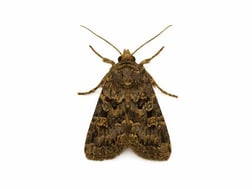 ハスモンヨトウの成虫イメージ