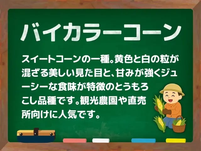 バイカラーコーン(ばいからーこーん)
