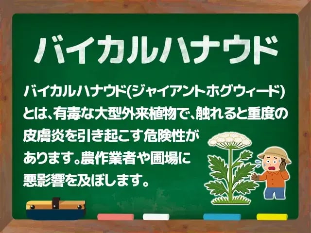 バイカルハナウド(ジャイアントホグウィード)