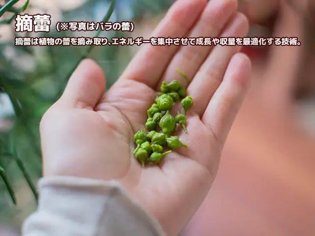 摘蕾(てきらい)