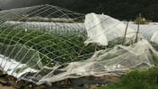 ビニールハウスの台風被害