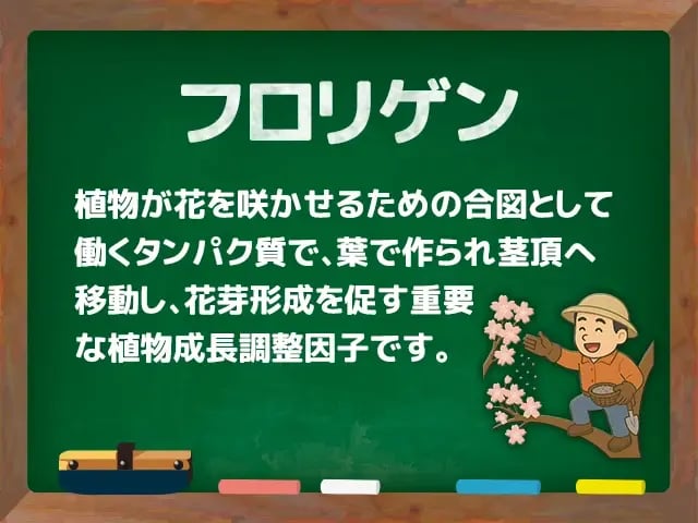 フロリゲン