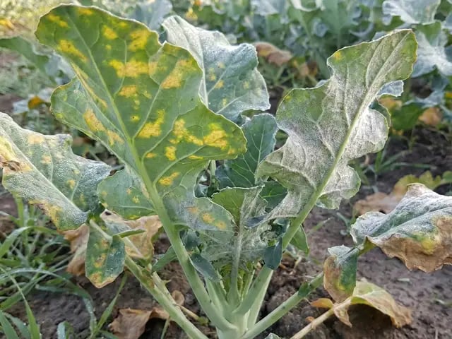 ブロッコリーべと病