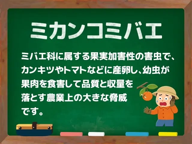 ミカンコミバエ(みかんこみばえ)