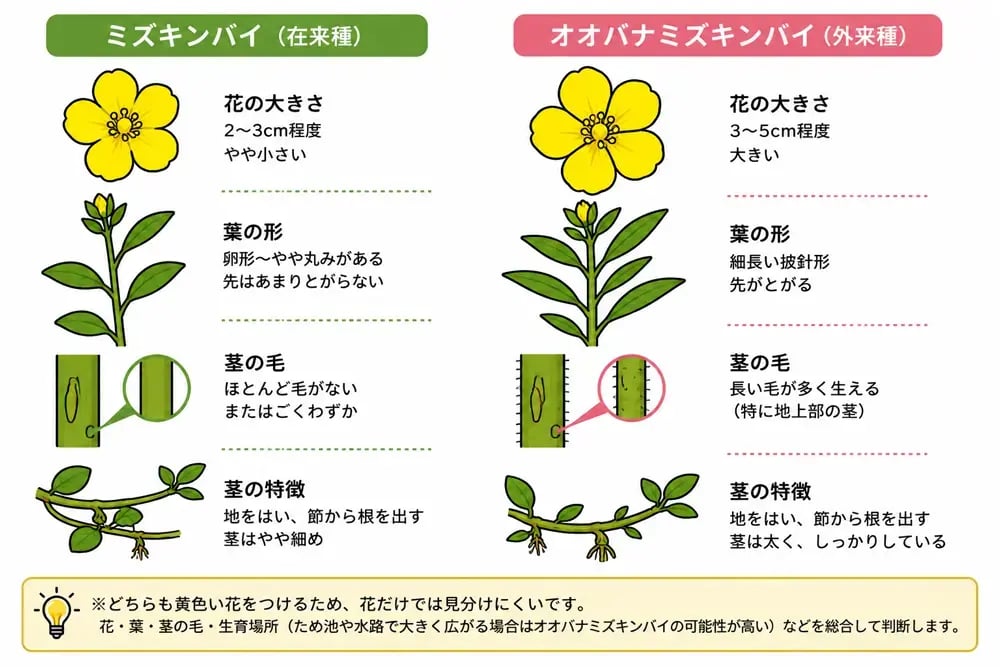 ミズキンバイとオオバナミズキンバイの違い（花の大きさ、葉の形、茎の毛など）