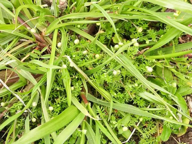 メリケントキンソウ