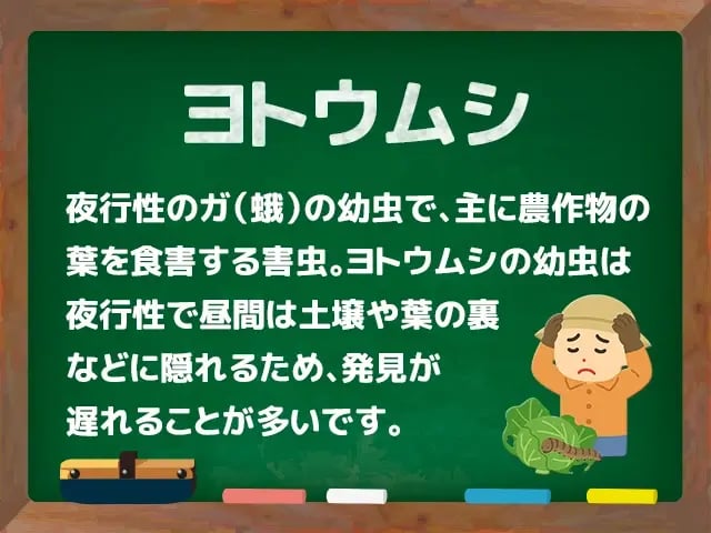 ヨトウムシ(よとうむし)