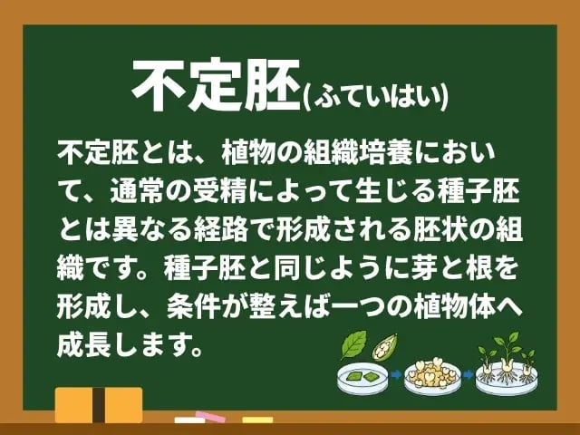 不定胚(ふていはい)