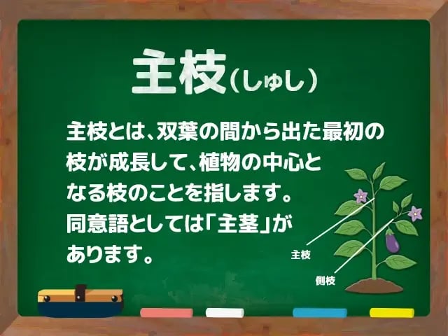 主枝(しゅし)