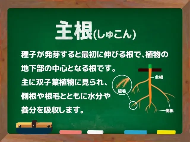 主根(しゅこん) | 農業資材の紹介サイト | 農材ドットコム
