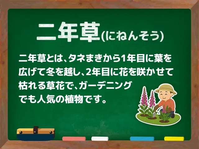 二年草(にねんそう)