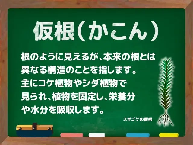 仮根(かこん)