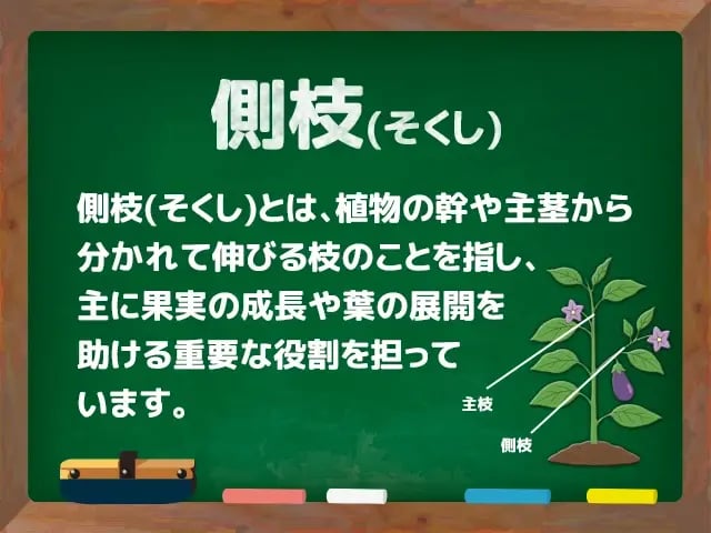 側枝(そくし)