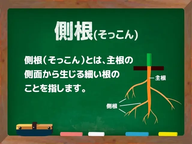 側根(そっこん)
