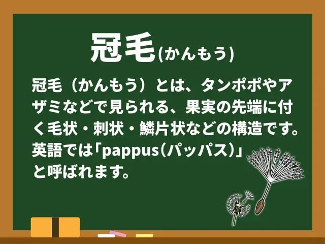 冠毛(かんもう)